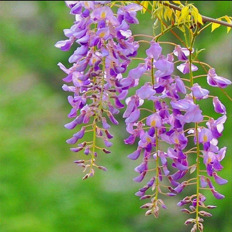 紫藤花树苗带花苞爬藤植物老桩四季开花阳台庭院围墙绿植花卉盆栽