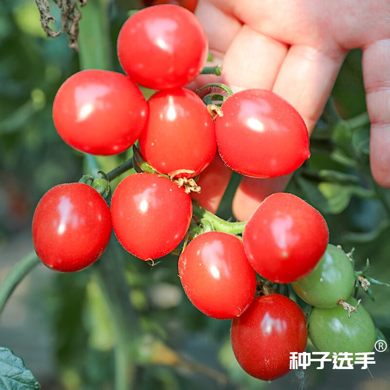 西红柿种子10大品牌图片