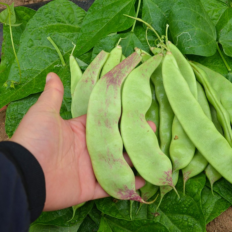 种菜记 东北油豆角种子将军一点红豆角种籽无筋无柴宽油豆豆角种孑