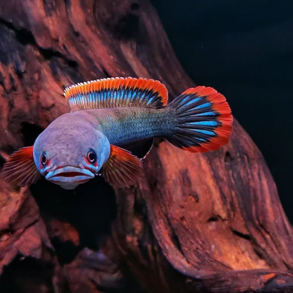 血斑1型血一雷龙血斑一型梦幻七彩雷龙冷水活鱼大发色凶猛观赏鱼 9-11