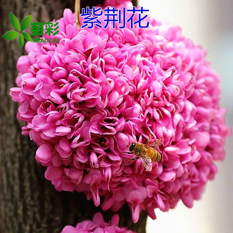 苗彩紫荆花苗紫荆树苗满条红紫荆小苗紫薇樱花树苗工程苗庭院绿化苗木风景树单杆耐寒地栽盆栽花卉单杆地径3公分粗【带分枝发】主图5