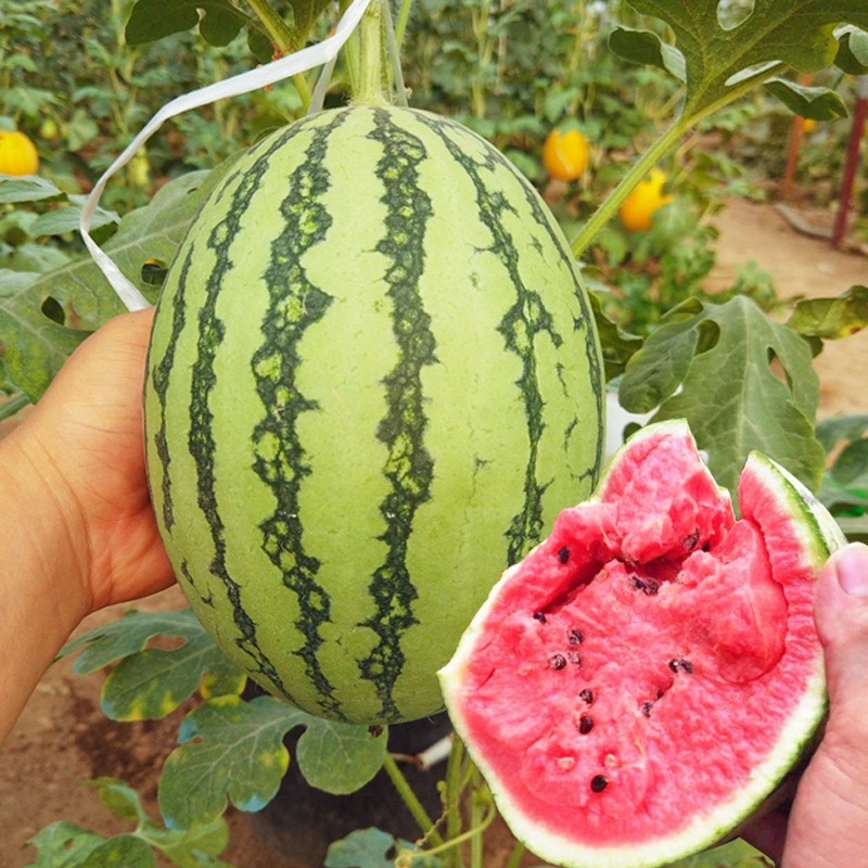 种菜记 红玉西瓜种子小型礼品西瓜种籽早熟花皮红肉阳台盆栽春季水果