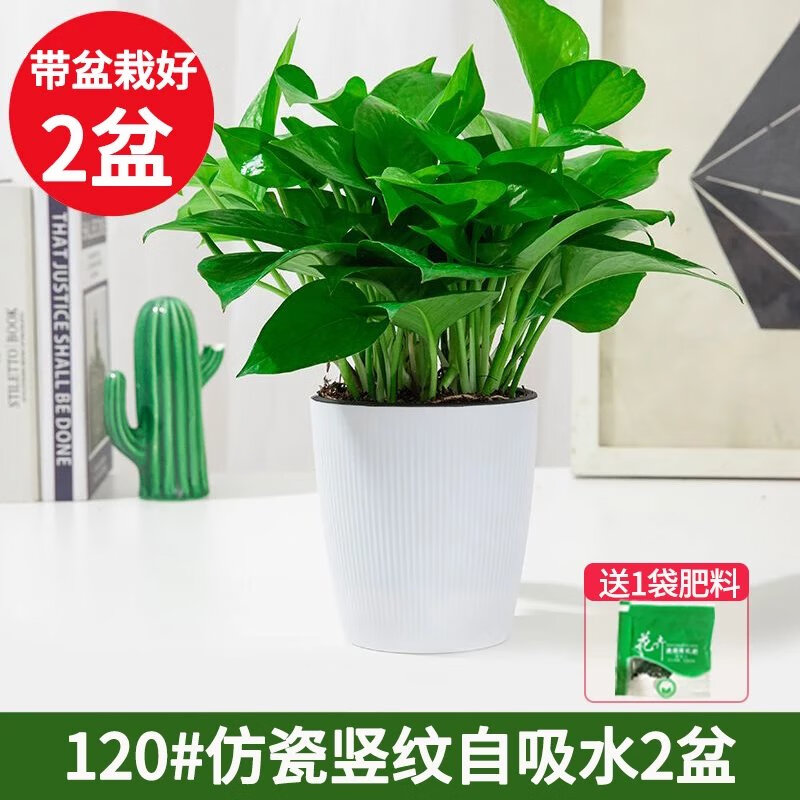 【直发】绿萝盆栽花卉植物室内长藤垂吊兰大绿箩水培绿植 120【高端款2盆】仿瓷竖纹自吸水