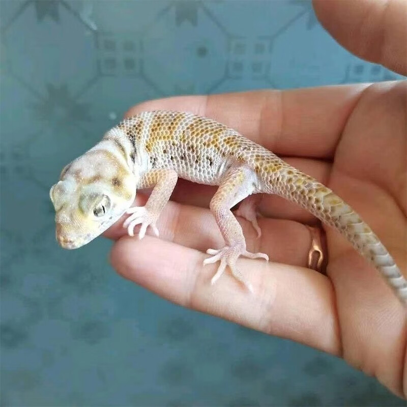 朴彩(pucai)豹纹守宫蜥蜴新手懒人蛙眼守宫活体网红宠物可爱可上手不