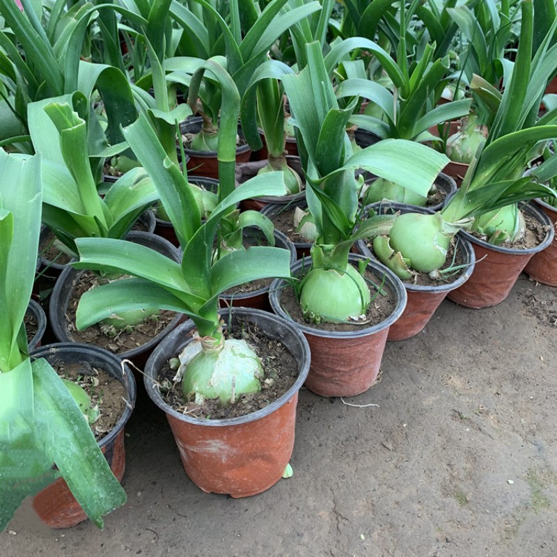春沭 万年青盆栽 虎眼万年青盆栽多肉植物 球茎4-6cm