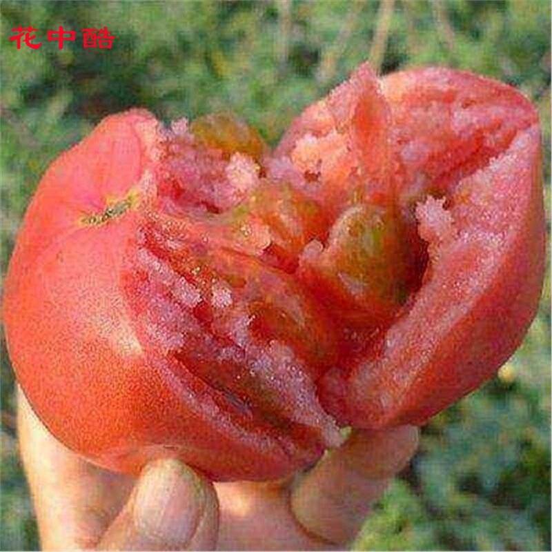 花中酷 西红柿种子 西红柿种仔高产耐寒冬季洋柿 500粒装