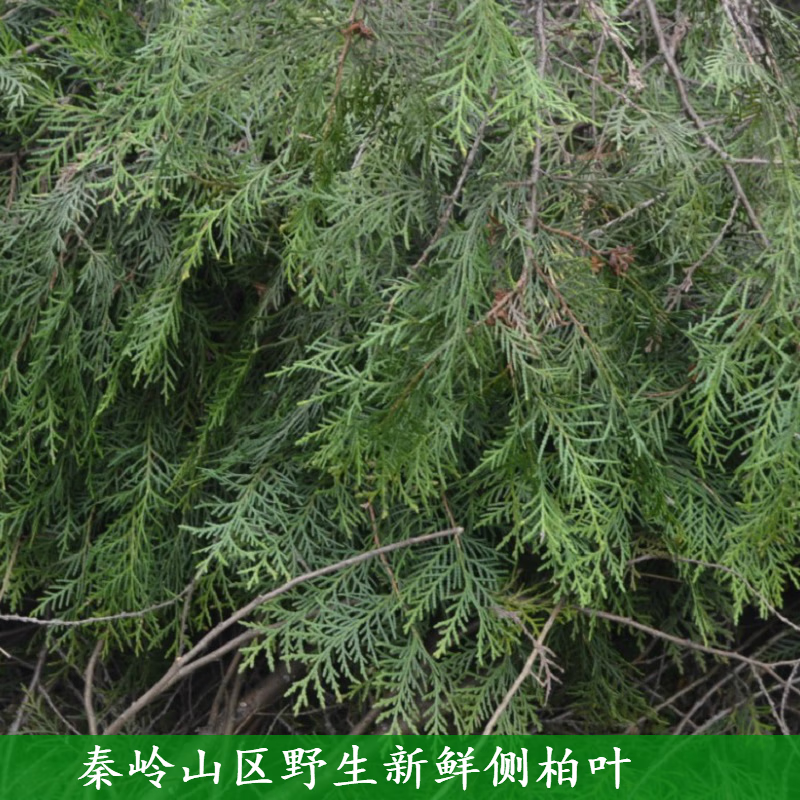 野生新鲜侧柏叶 扁柏叶乌发养发3斤 5斤洗发新鲜精剪 新鲜侧柏叶3斤