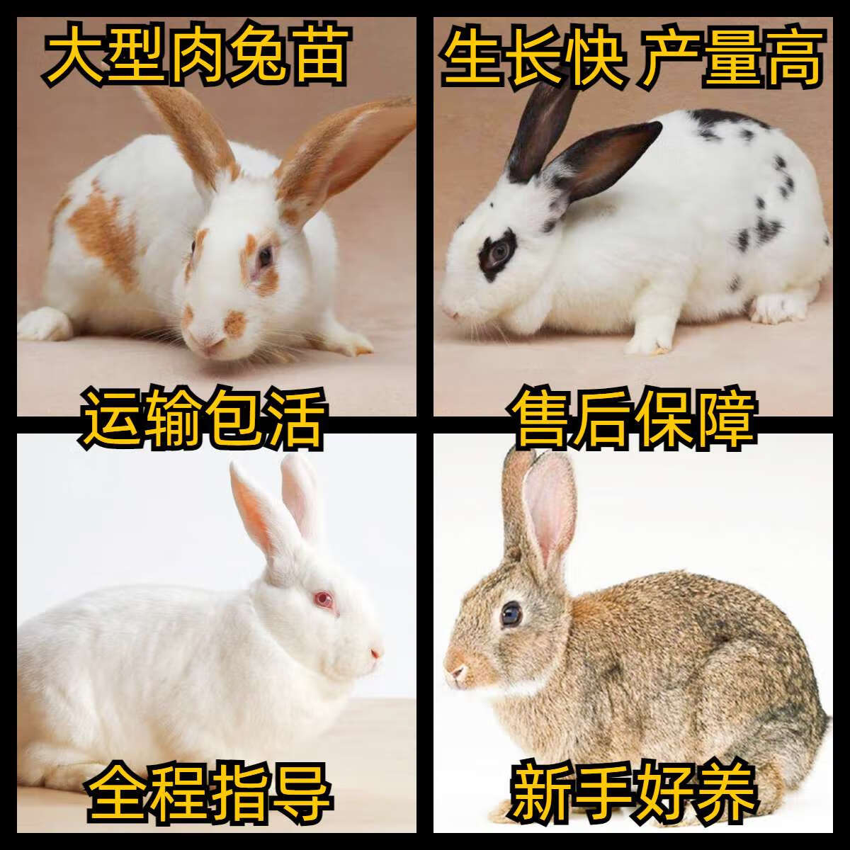 兔子活物家养大型肉兔活体易养活繁殖快新西兰比利时花兔白兔兔苗