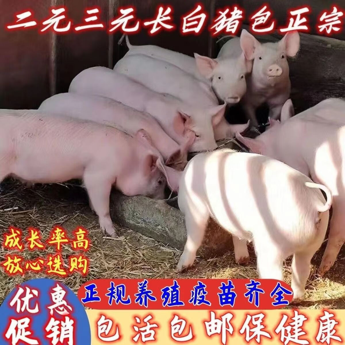 育肥猪活体猪特种养殖猪苗标价快递二元长白三元小猪活体幼崽 咨询