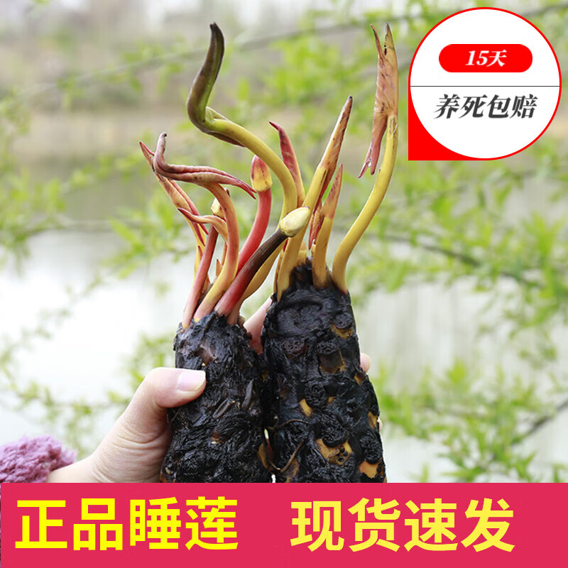 花卉价格行情实时走势|花卉价格走势图