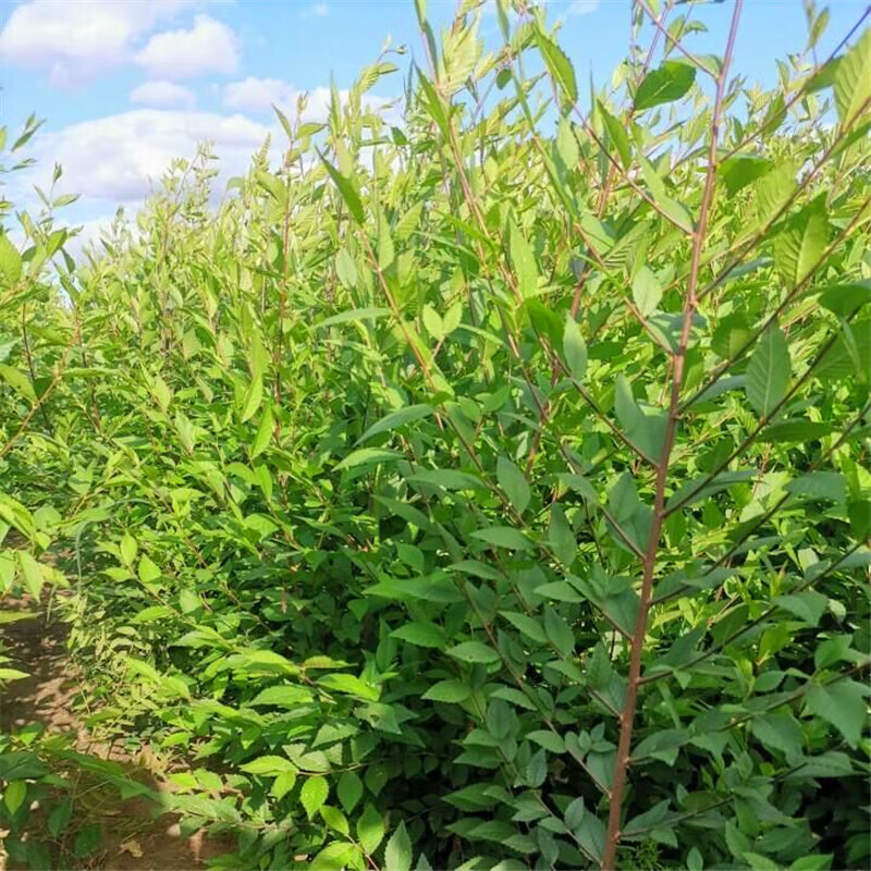 驭硕榆树苗庭院行道大型耐寒绿化风景树白榆榔榆垂榆黄金榆金叶榆树苗