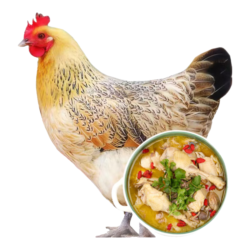 橙小萌 散養(yǎng)老母雞凈重2.6-3斤 600天土雞走地雞整雞雞肉生鮮源頭直發(fā)