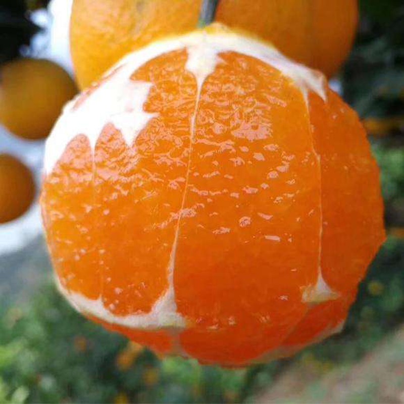 秭橙贡【京东快递】现摘现发正宗秭归九月红果冻橙子新鲜手剥当季水果 大果(70mm以上) 净重5斤|京东快递