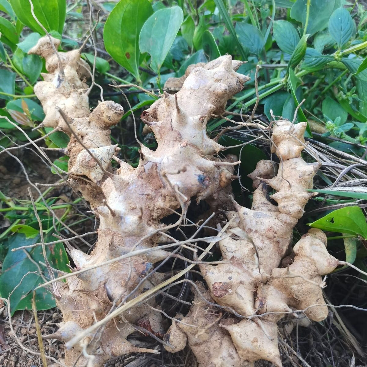 广东野生菝葜金刚刺藤根金刚藤拔葜片铁菱角根煲汤新鲜中药材 新鲜