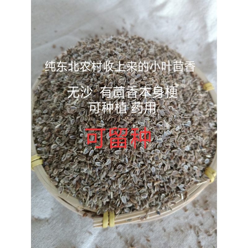 东北新籽农家小叶茴香籽食用500g小茴香种子可种植可留种 半斤