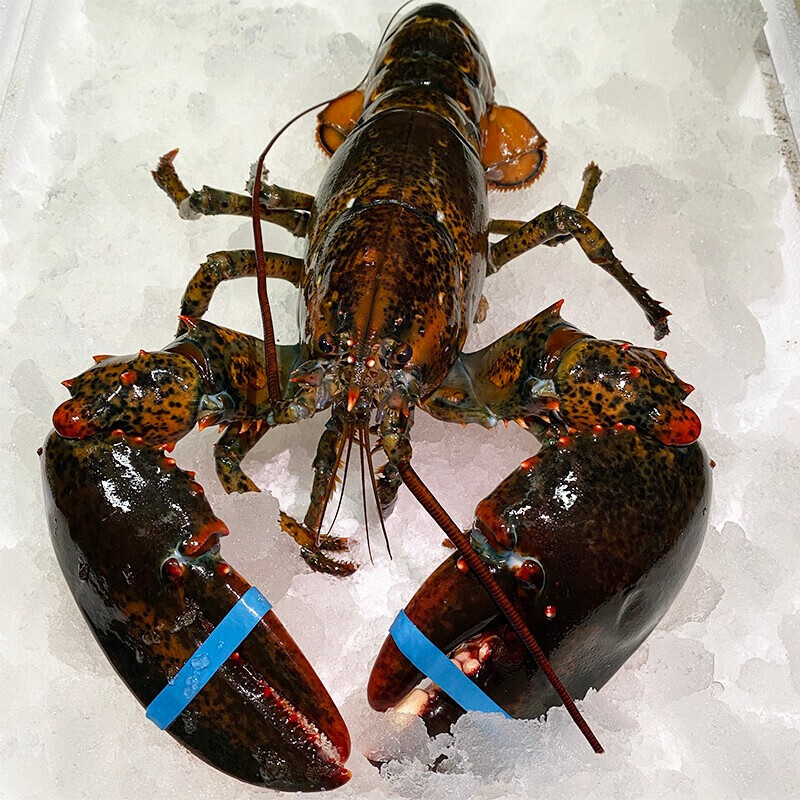 沃喜乐冰鲜波士顿龙虾鲜活速冻龙虾海鲜波龙冻虾过年送礼送人生鲜 450