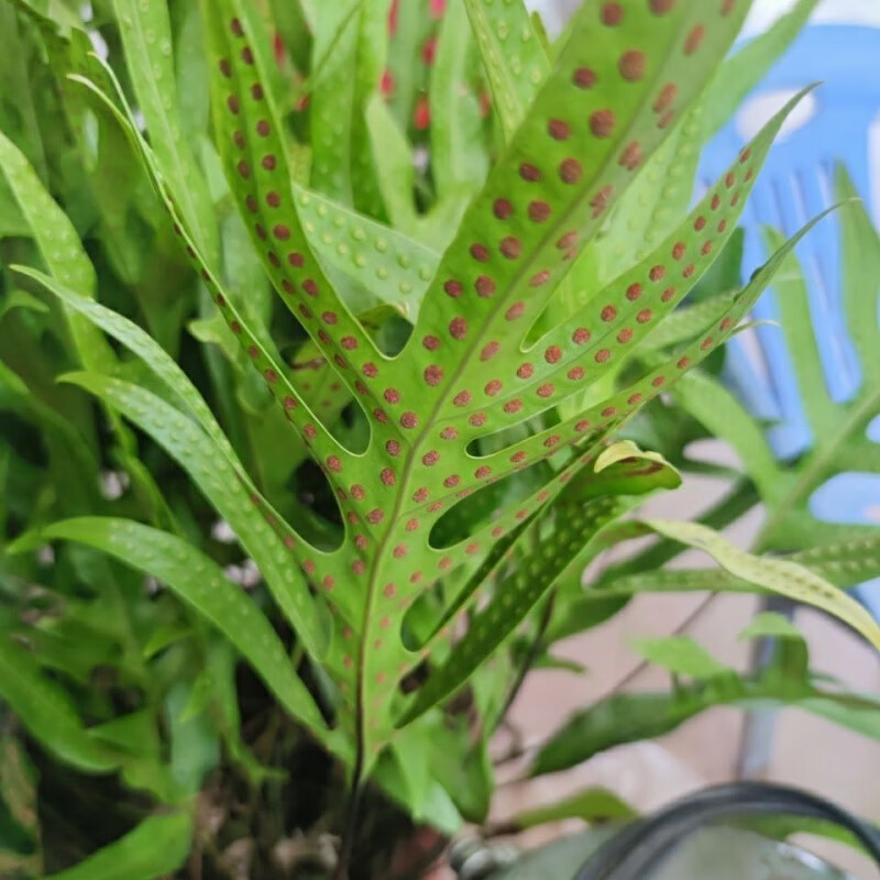 北京同仁堂  常用山草药 七星剑 脉门草 公神草 通脉草新鲜 7枝