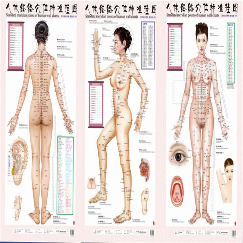 女性1套3张挂图女性人体穴位经络大挂图中医美体针灸艾灸养生穴位图