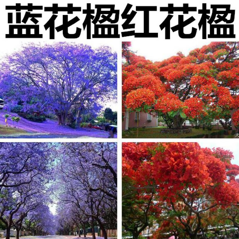 韵久蓝花楹种子凤凰木树种子红花楹种子 蓝雾树紫花云洋楹 蓝花楹种籽