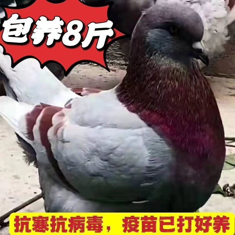 纳学元宝鸽一公一母成年鸽子落地王种鸽纯种大体观赏鸽子巨型特大肉鸽