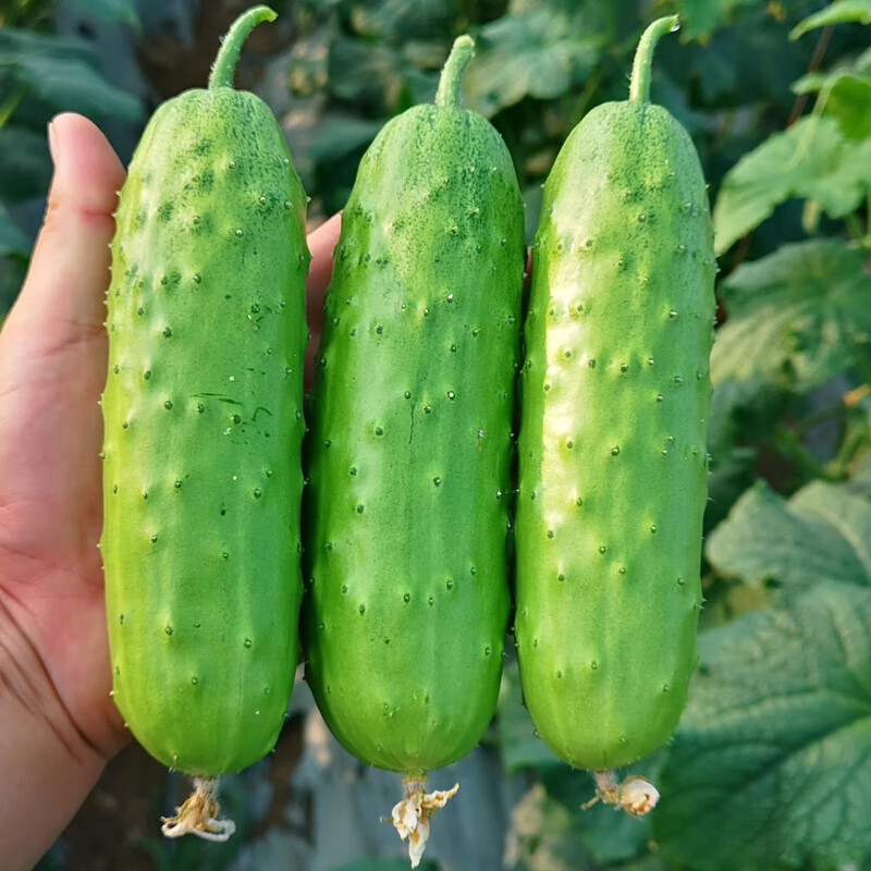 和利农春季蔬菜苗幼苗茄子小秧苗四季春天秧菜苗南方种辣椒黄瓜西瓜