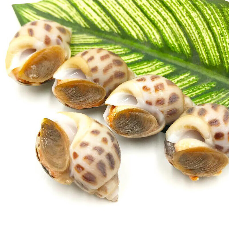 京战   生鲜花螺新鲜海鲜水产贝类花螺 花螺500g