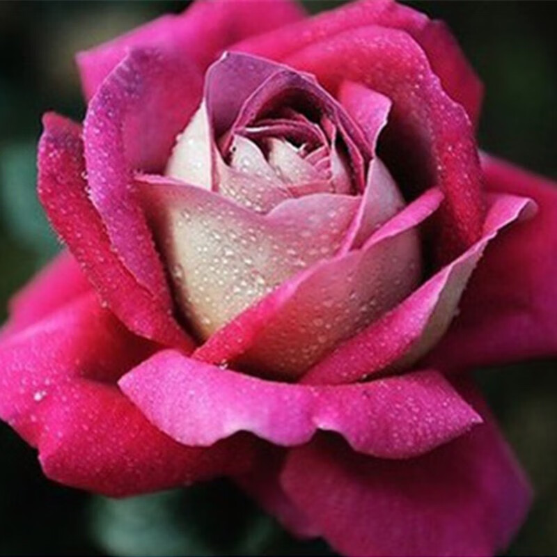 玫瑰花大苗【3株 盆土肥】可自选当年开花6年苗盆栽地栽耐寒花卉 妖艳