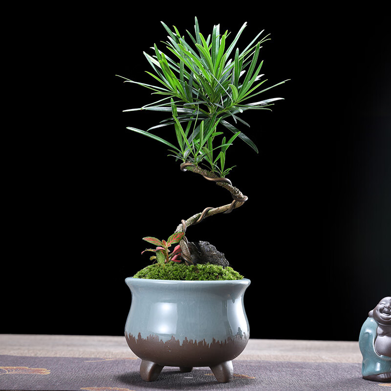 幼薇小叶罗汉松s弯桩造型室内盆景植物小盆栽四季常青绿植花卉迎客松