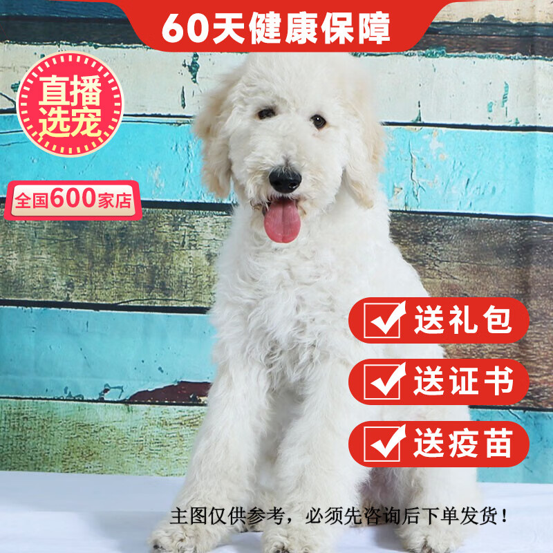 优宠奇派纯种宠物狗狗泰迪巨贵犬活体巨型犬幼犬幼崽 宠物级 公