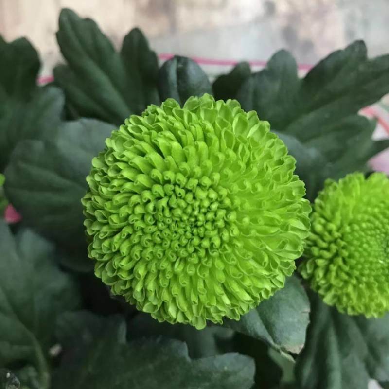 菊花苗带花苞花卉观花绿植物室内外阳台盆栽九月菊秋菊 乒乓菊绿色(带