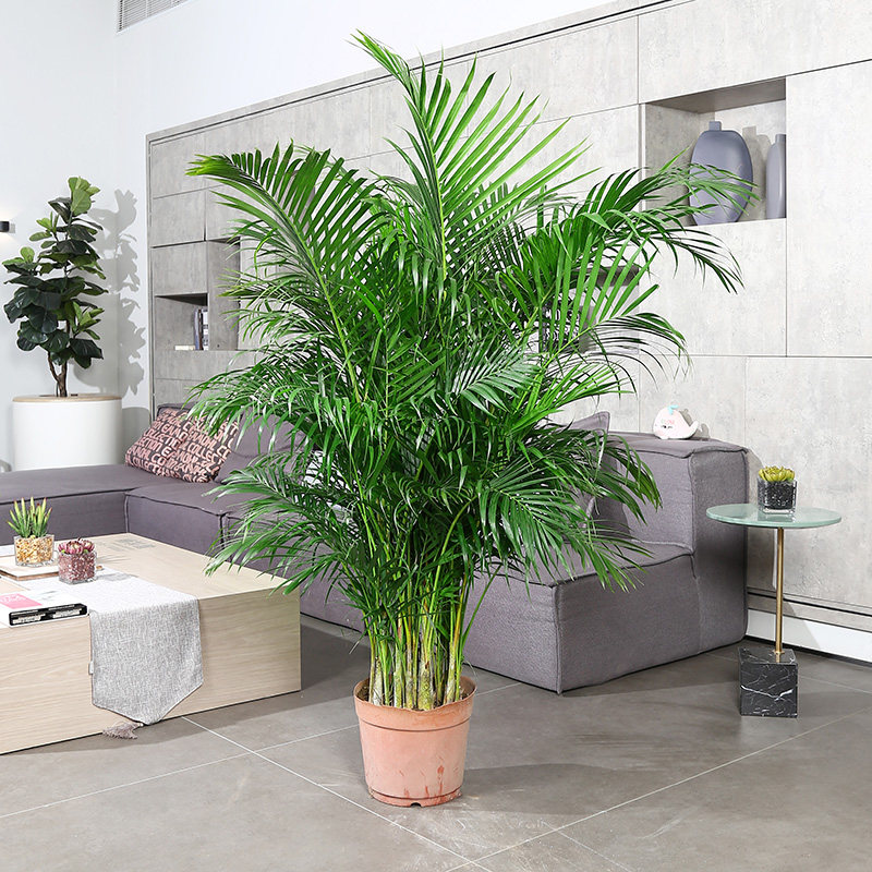 网红散尾葵客厅大型绿植散尾葵室内盆栽植物袖珍椰子绿植凤尾竹大