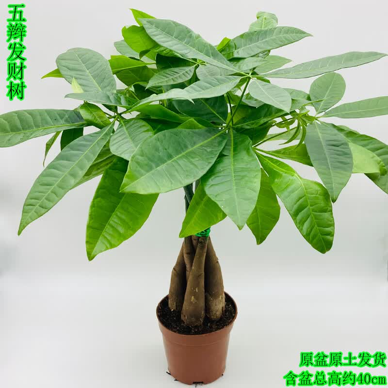 五辫发财树盆栽室内辫子树桩办公室桌面客厅绿植吸甲醛四季常青花 大