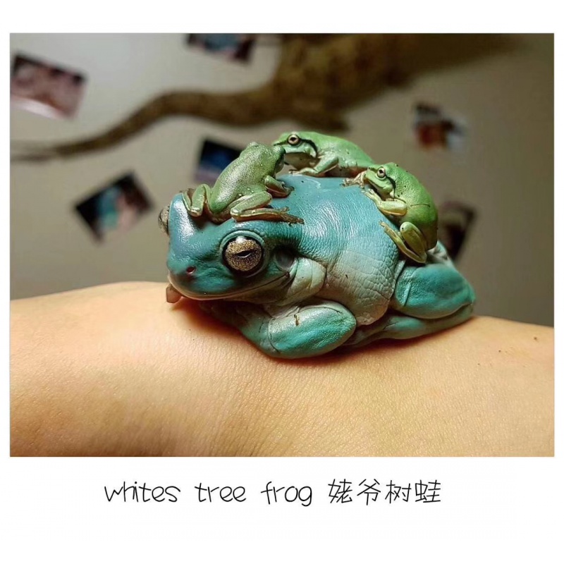牛奶树蛙活体 姥爷牛奶树蛙老爷雨林树蛙莫丝蛙 淋缸造景 俩栖 澳洲蓝