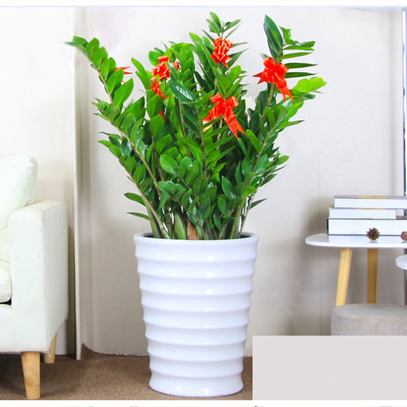 最准确的大型绿植历史价格查询软件|大型绿植价格历史