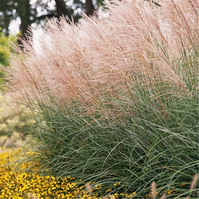 韵久细叶野种子四季易种活的室内阳台绿植盆栽庭院花卉种子 优 芒草