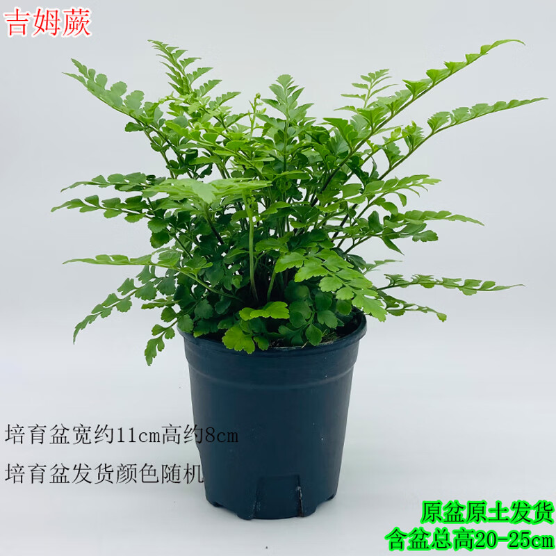 吉姆蕨盆栽室内宝石蕨平安蕨类植物办公桌面四季常青耐阴耐旱造景