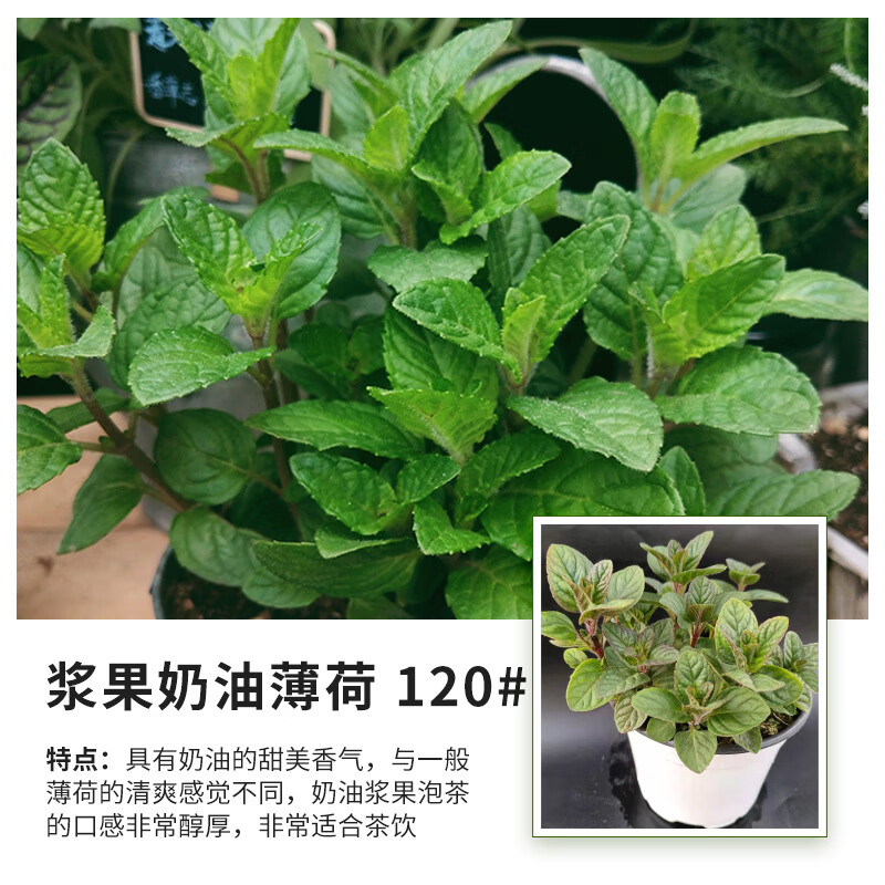 素蜜薄荷迷迭香可食用盆栽虹越香草植物盆栽 浆果奶油薄荷 120# 带