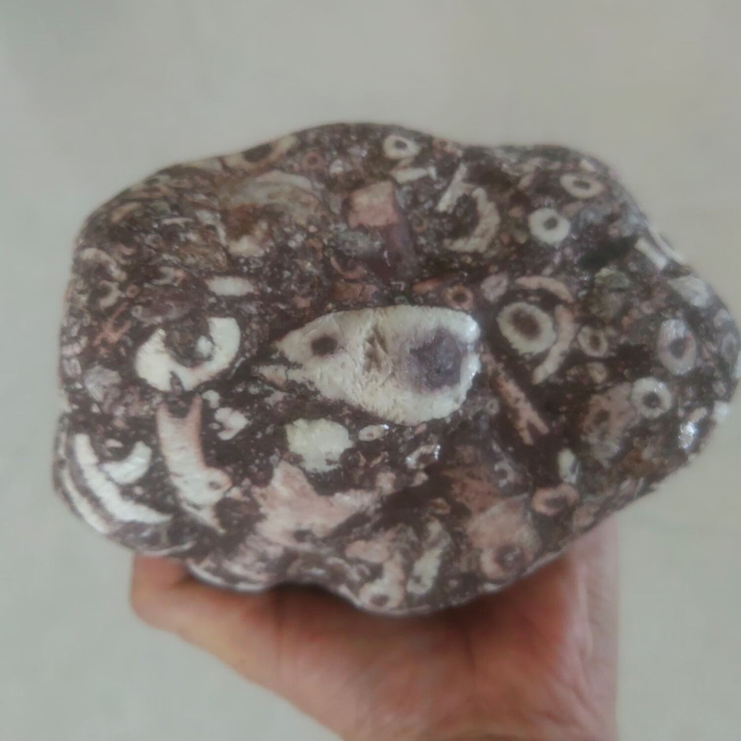 虫化石摆件2.6公斤.各种自然动物仓鼠,熊猫眼,鳄鱼,毛毛虫等