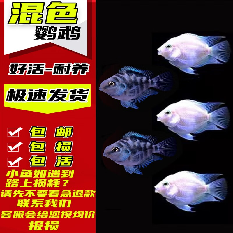 迷你鹦鹉繁殖组配对成功白金宝蓝成热带种公母精品小型鹦鹉 混色迷你