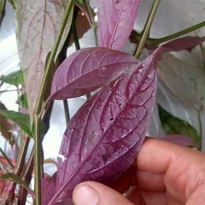 内廷上用纯野生红牛膝鲜货牛膝草牛克膝中草药材倒钩草下单500克 500g