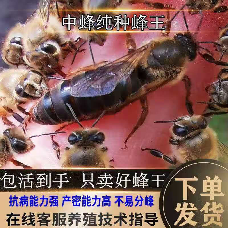 穆淳傲2023新款王蜜蜂种王蜂王高产王活体阿坝王双色王产卵王新 阿坝