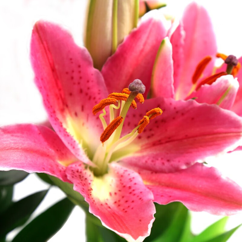 式和百合花种球带芽进口香水百合大球耐寒花卉种子 红色百合球1个