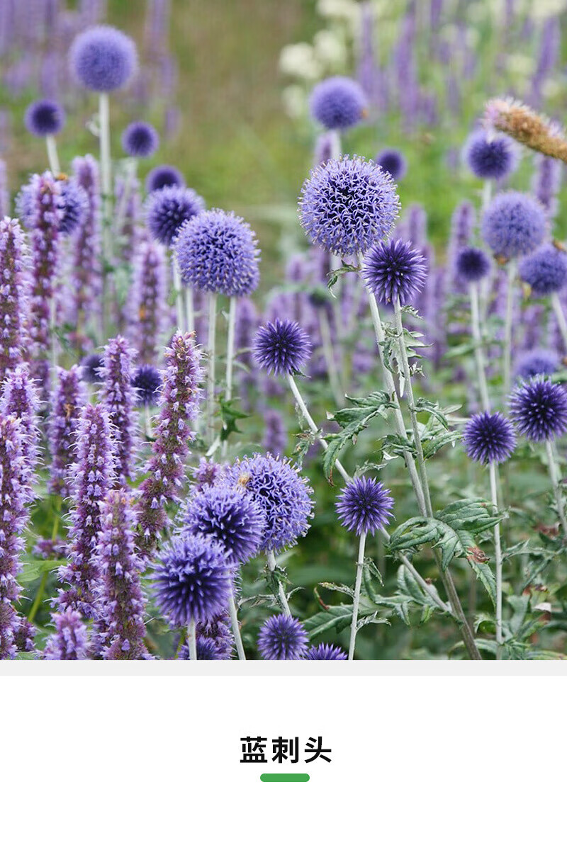 刘不丁蓝刺头盆栽苗香草植物阳台花园庭院香草植物种植花卉观花植物