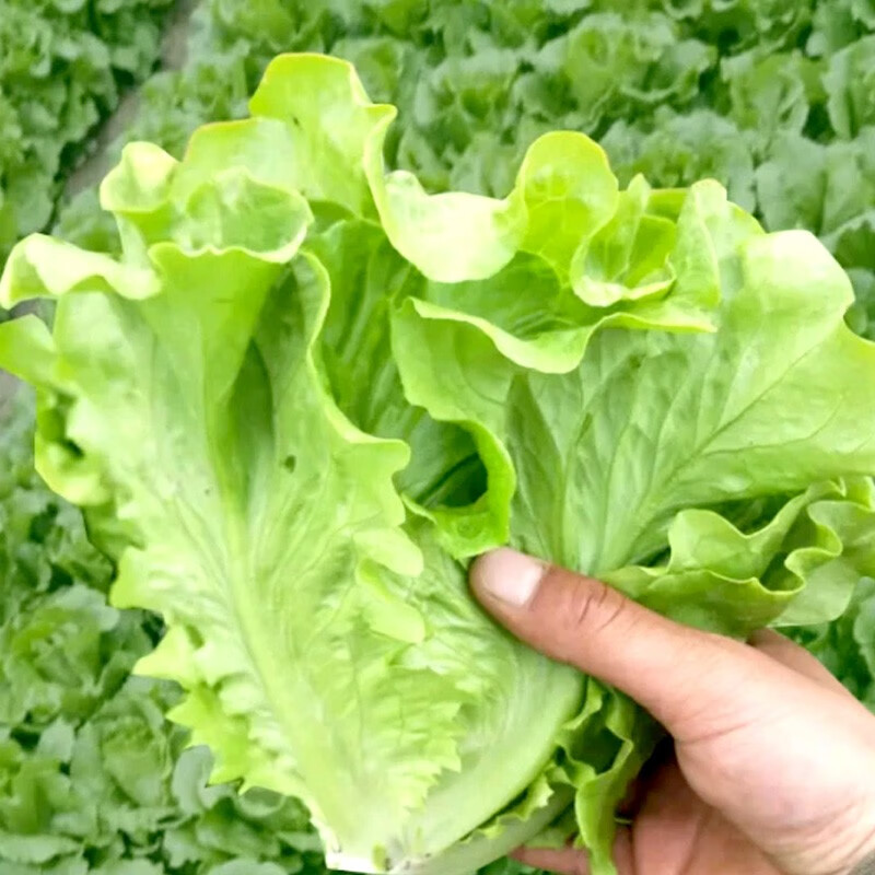 大禹 意大利生菜籽种子苗四季蔬菜春季 意大利生菜种子 10g2袋