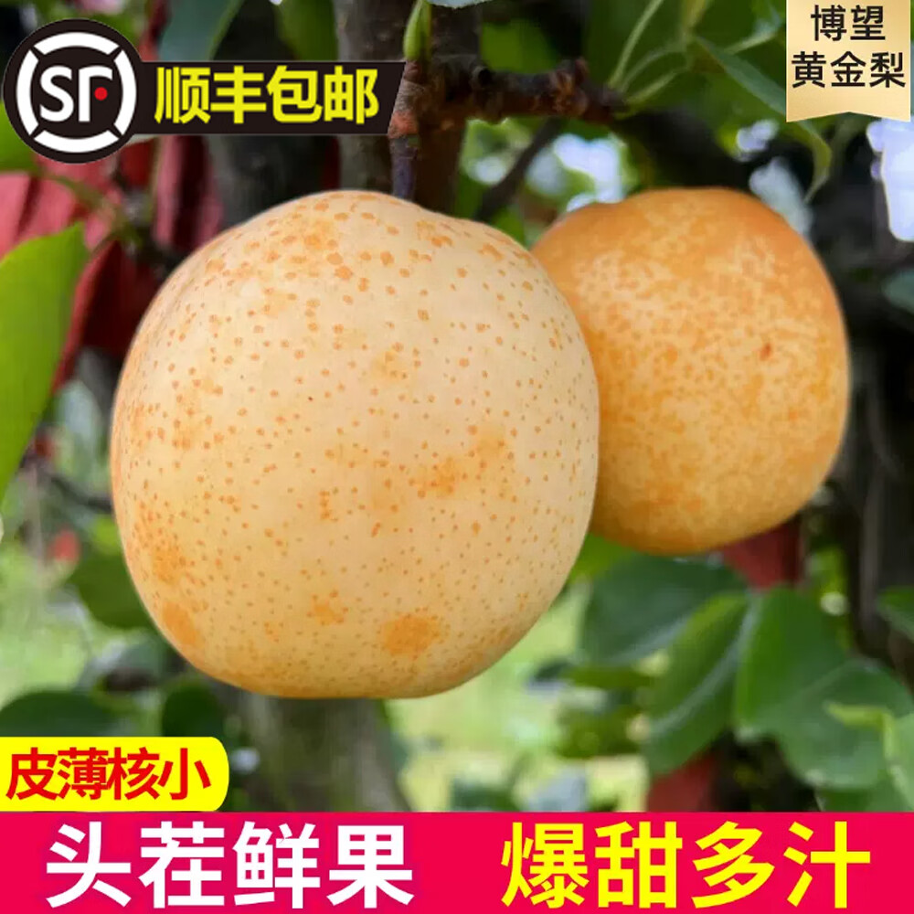 河南南阳博望黄金梨方城梨子现摘脆甜梨子黄皮梨子礼盒装 9斤 12个