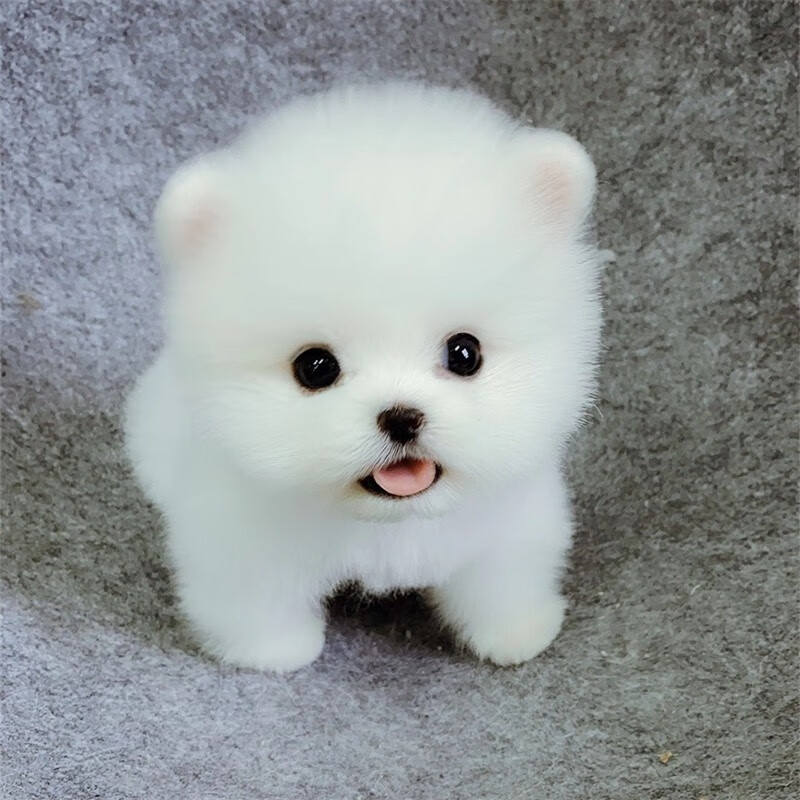 博美犬小狗狗茶杯犬茶杯狗俊杰小型犬白色小博美幼仔 血统级 sss级