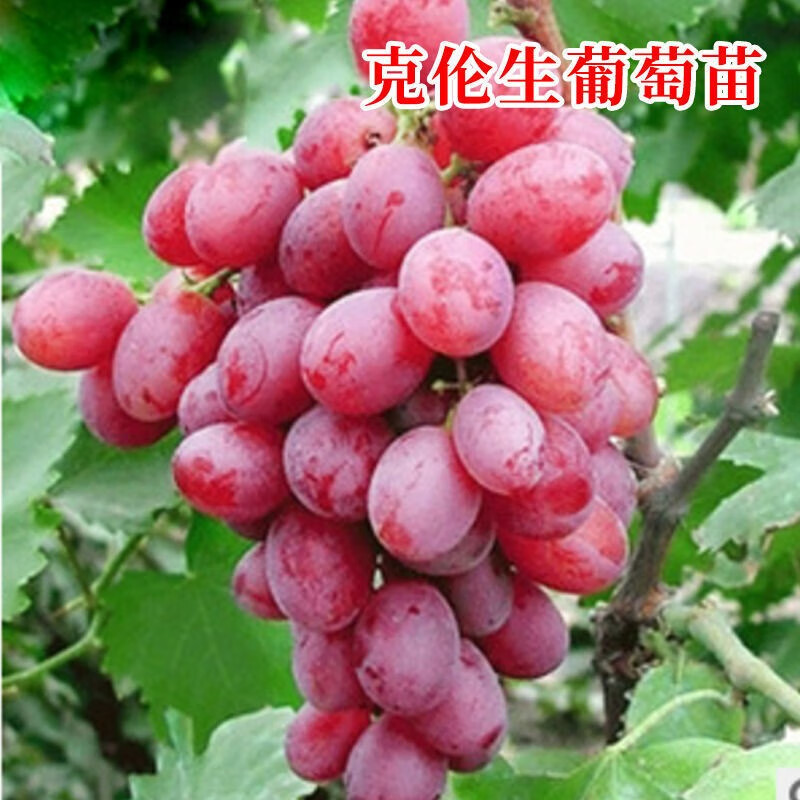 葡萄盆栽 庭院爬藤果树苗盆栽地栽葡萄苗苗当年结果南方北方种植 富士