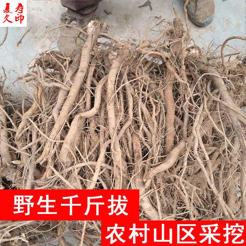 康中尊 广西野生千斤拔500g中药原材料一条根钉地根千金拨 钻地风中