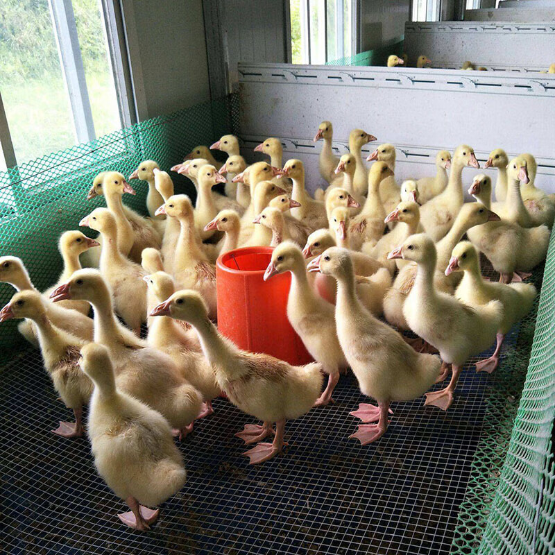 婷越岚一斤大白鹅活鹅脱温高产蛋鹅三花鹅四季鹅包活到家半大好养 5只