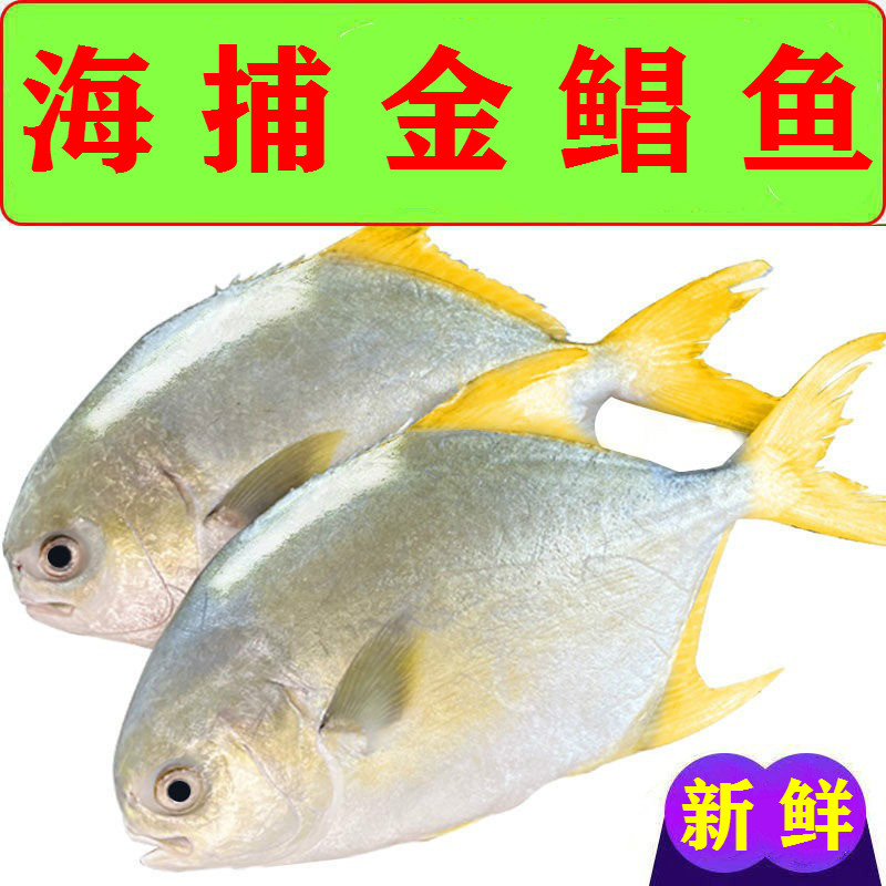 金鲳鱼鲜活冷冻特大国产金昌鱼平鱼海鱼白鲳鱼海鲜水产 图安贝里 特